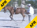 John Madden
Lunging Session
Crème du Boulet
6 yrs. old Mare
Salle Francaise
Training: Training Level
Duration: 45 minutes