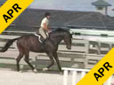 Havens Schatt<br>Riding & Lecturing<br>All The Answers<br>Holsteiner<br>9 yrs. old Gelding<br>Training: 2nd Year Green<br>Duration: 40 minutes