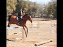 Aaron Vale<br>
Riding & Lecturing<br>
Serval<br>
12 yrs. old <br>
Belgium<br>
Training: Grand Prix 1.50 meters<br>
Duration: 13 minutes